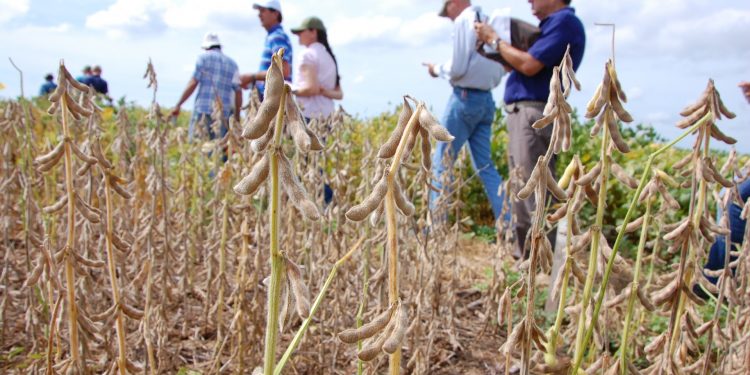 Analizan ofrecer más carreras de la Facultad de Ciencias Agrarias en Neuland