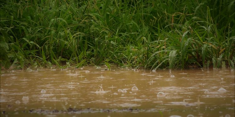 Reporte Ciudadano: Algunas zonas del Chaco superaron los 150mm y 200 mm de lluvia caída Reporte Ciudadano: Algunas zonas del Chaco superaron los 150mm y 200 mm de lluvia caída
