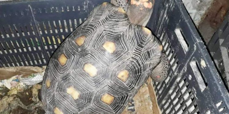 Intervienen, Decomisan  y Rescatan animales silvestres del Mercado N° 4 de Asunción