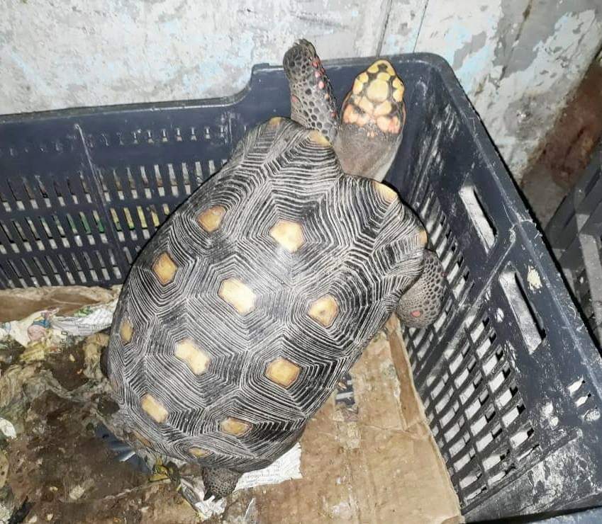 Intervienen, Decomisan  y Rescatan animales silvestres del Mercado N° 4 de Asunción