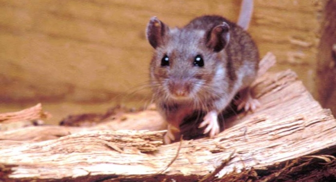 El Hantavirus: una enfermedad sin cura específica, peligrosa e incluso mortal