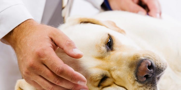 Examinan perros de comunidades indígenas de Boquerón en busca de leishmaniasis