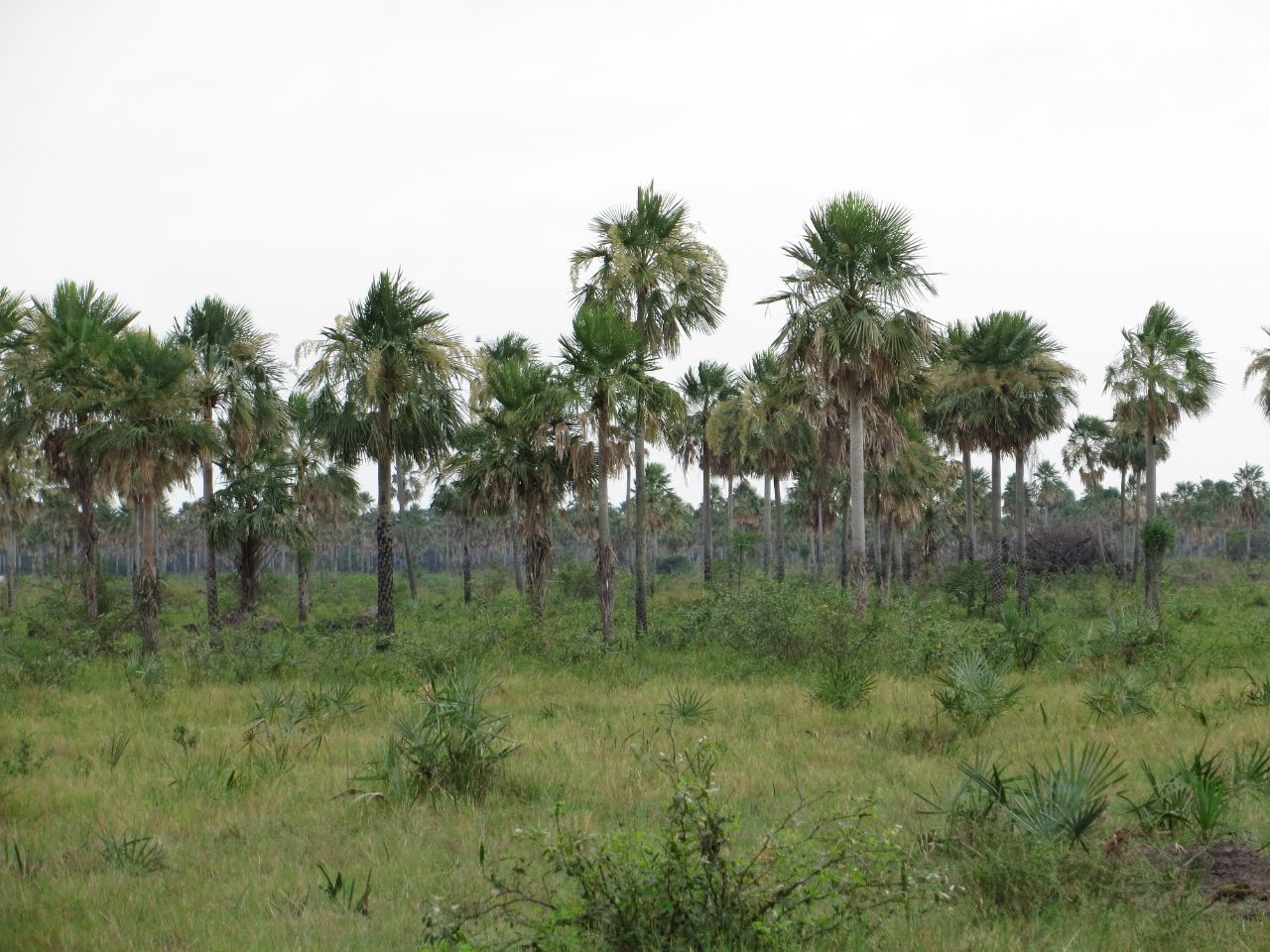 Meteorología anuncia jueves extremadamente caluroso y chaparrones