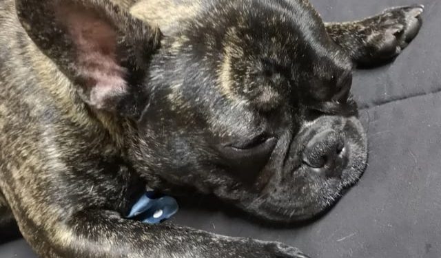 Veterinario recomienda cuidar a las mascotas ante pirotecnia en las fiestas