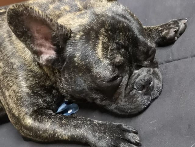 Veterinario recomienda cuidar a las mascotas ante pirotecnia en las fiestas