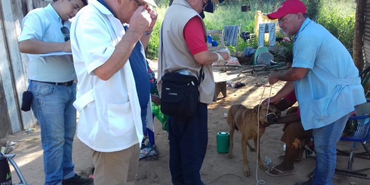 Dos casos confirmados de leishmaniasis canina, en el Chaco Dos casos confirmados de leishmaniasis canina, en el Chaco