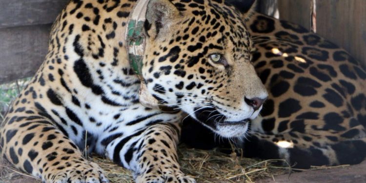 El jaguar “Chiqui” regresó a Paraguay tras el éxito logrado con el proyecto Yaguareté
