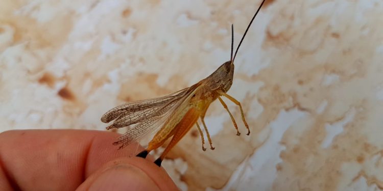 Aclaran que langostas que aparecieron en el Chaco no atacan la producción Aclaran que langostas que aparecieron en el Chaco no atacan la producción