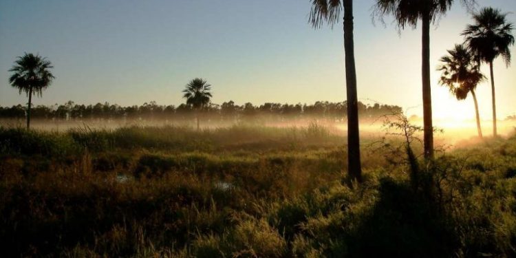 Titular de Infona aclara que en el Chaco se da un desmonte controlado