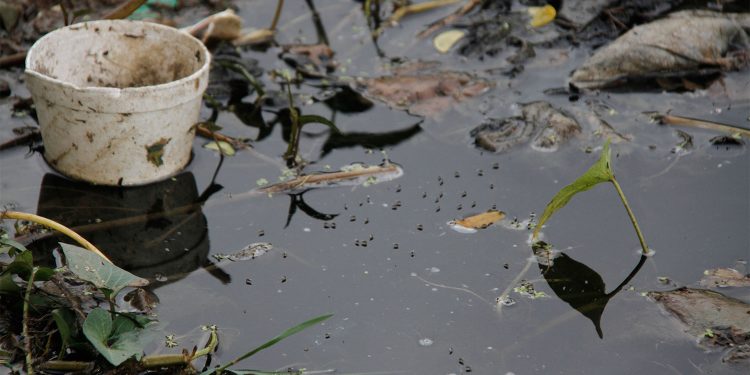 Altos índices de infestación larvaria ponen en alerta al país Altos índices de infestación larvaria ponen en alerta al país