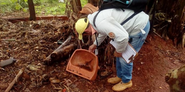 Infestación Larvaria Se Mantiene Con Altos Índices En Once Regiones Sanitarias