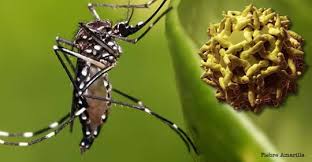 Se confirma primer caso humano de fiebre amarilla en el estado de Paraná