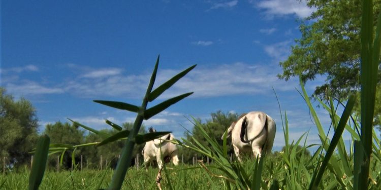 Aumentan denuncias por casos de abigeato en el Chaco