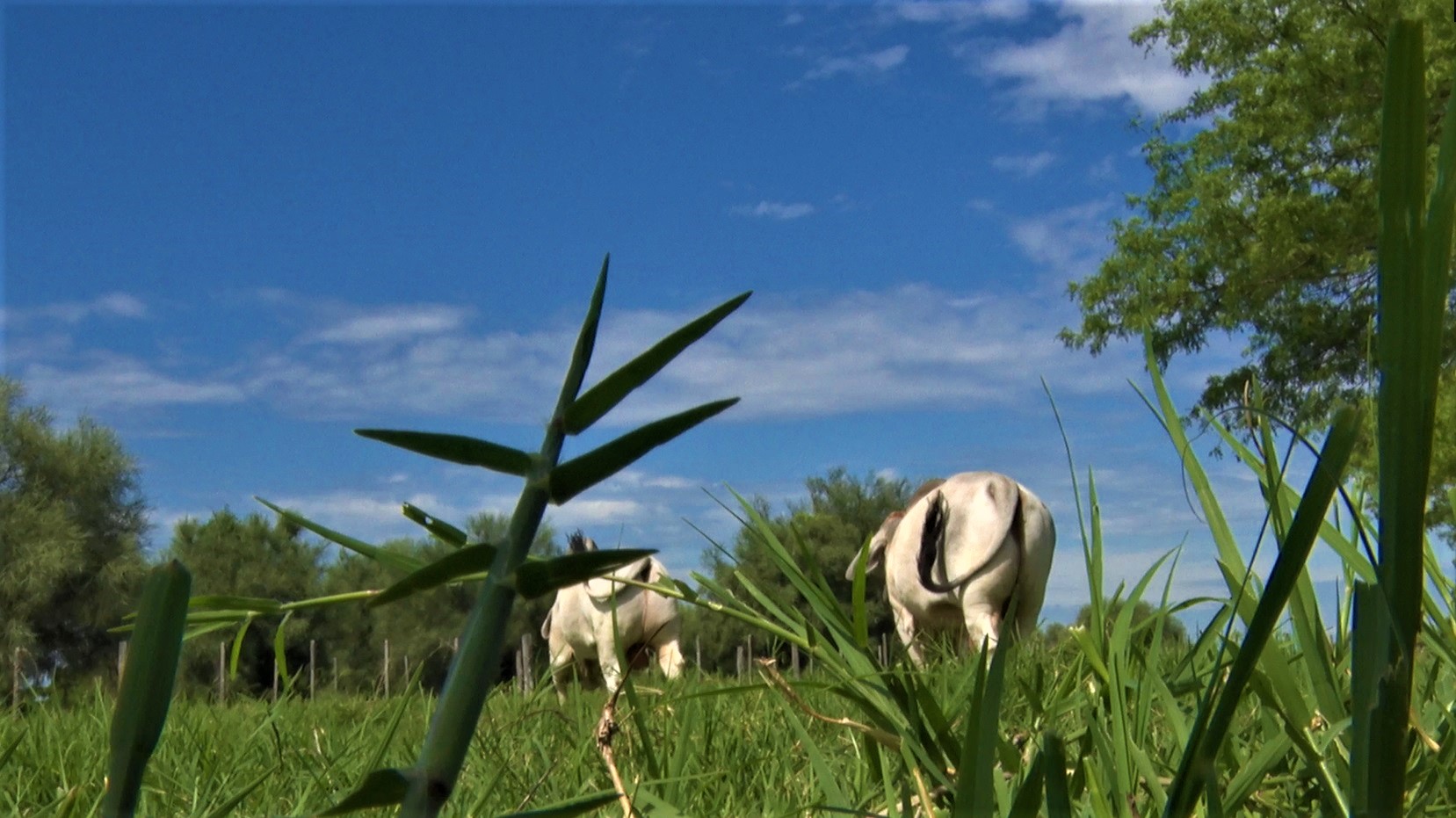 Aumentan denuncias por casos de abigeato en el Chaco