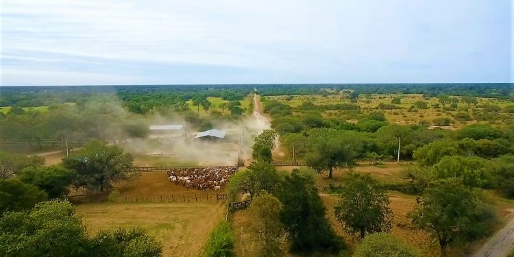 Denuncian desaparición de120 cabezas de ganado en una estancia del Chaco