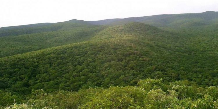 Ministro del Ambiente aclara que no se da una deforestación criminal en el Chaco Ministro del Ambiente aclara que no se da una deforestación criminal en el Chaco