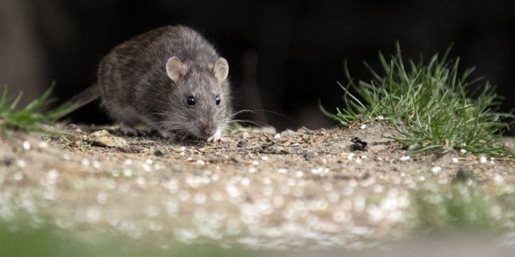 Buenos Aires registra primer caso de contagio por hantavirus Buenos Aires registra primer caso de contagio por hantavirus