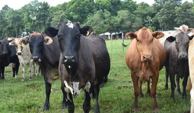 Es obligatorio el uso de la guía electrónica para tenedores de más de 1000 cabezas de ganado