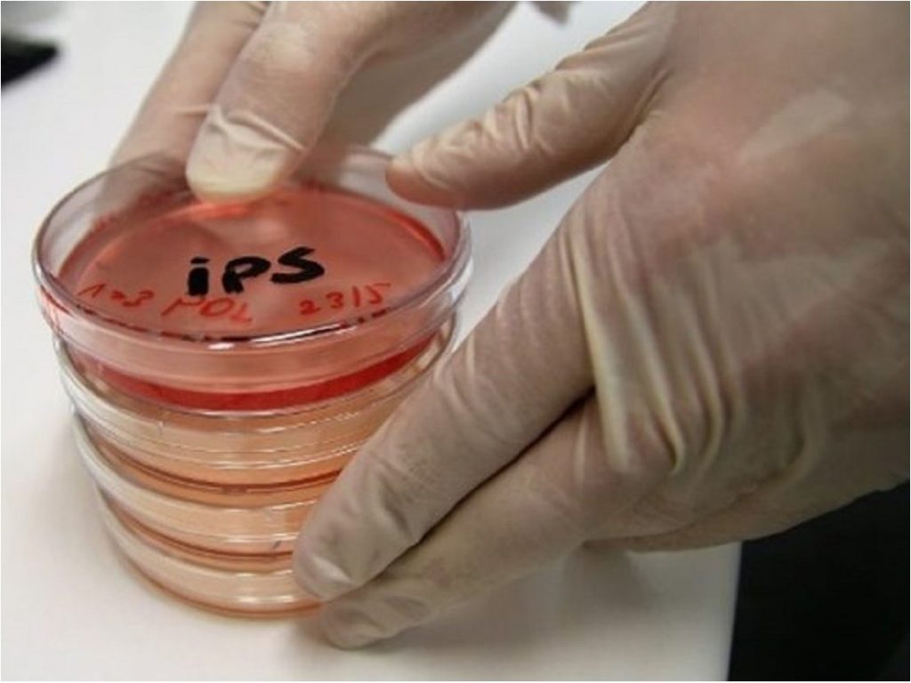 Japón probará células iPS para tratar lesiones de médula espinal