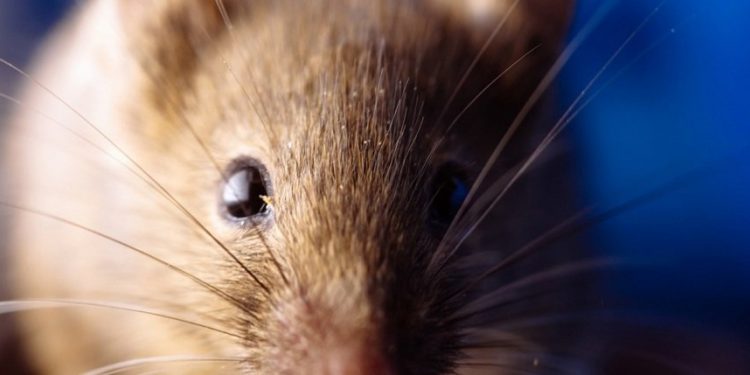 Salud pide extremar cuidados contra hantavirus ante posible caso en Capiatá Salud pide extremar cuidados contra hantavirus ante posible caso en Capiatá