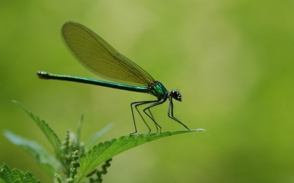 La mitad de las especies de insectos están en declive, advierte un estudio La mitad de las especies de insectos están en declive, advierte un estudio