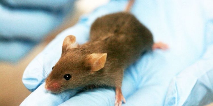Salud insta a consultar ante un mínimo síntoma de hantavirus