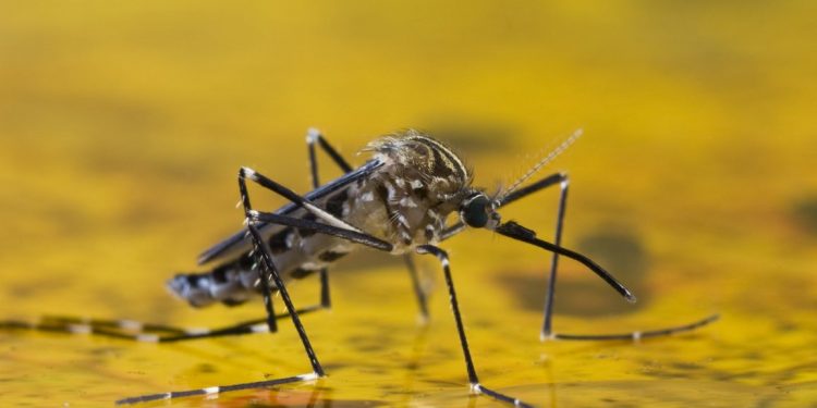 Fiebre amarilla: la amenaza persiste