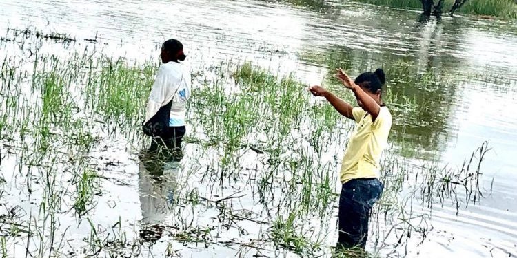 Declaran emergencia distrital en Teniente Irala Fernández Declaran emergencia distrital en Teniente Irala Fernández