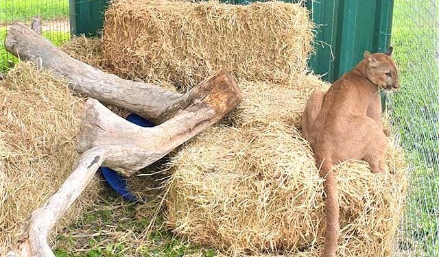 Loma Plata: Rescatan a un puma que se refugió dentro de las instalaciones de la SET Loma Plata: Rescatan a un puma que se refugió dentro de las instalaciones de la SET