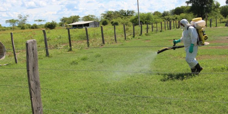 Senave combate focos de langostas ninfales para evitar la madurez del insecto