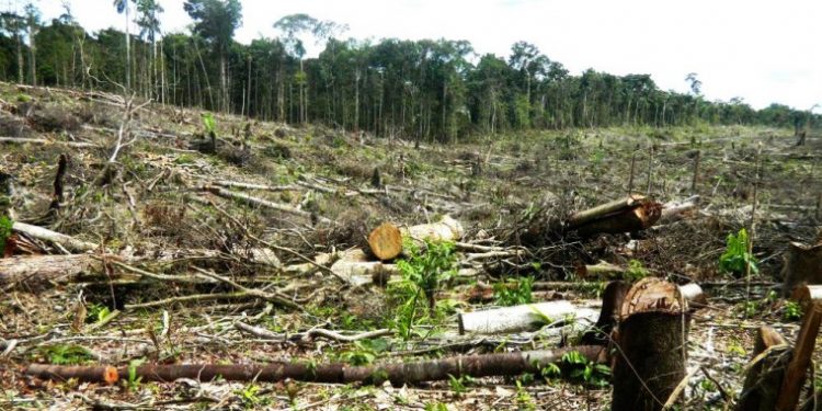 INFONA trabajará con plataforma digital internacional para monitoreo de bosques