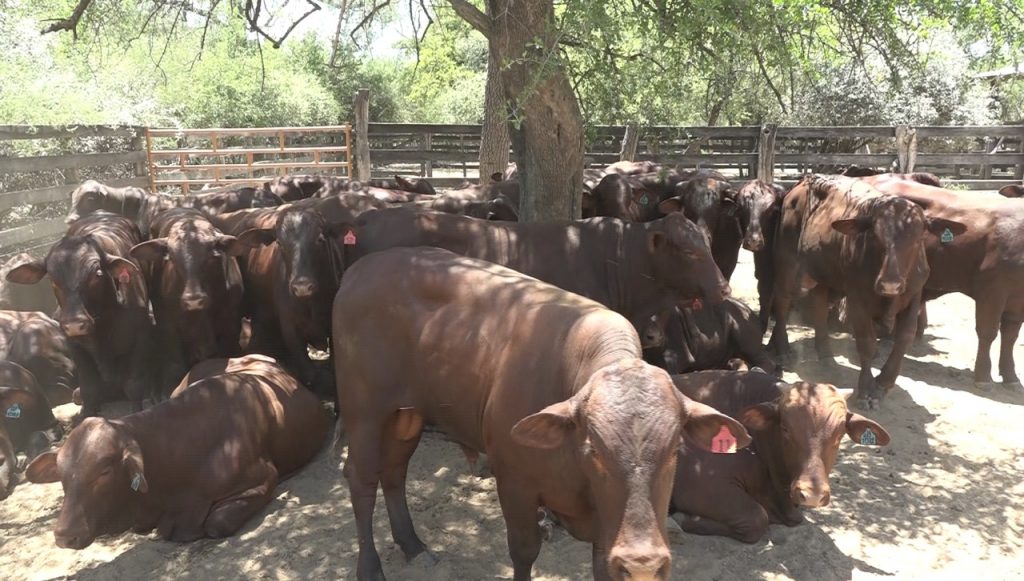 Este podría ser el primer año en el que haya más hato ganadero en el Chaco