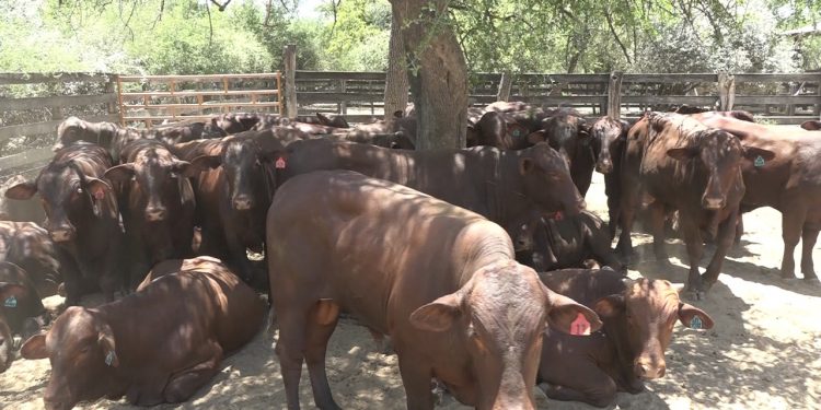 Este podría ser el primer año en el que haya más hato ganadero en el Chaco