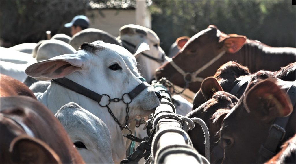 El aniversario 25 de la Expo Rodeo Neuland genera gran expectativa