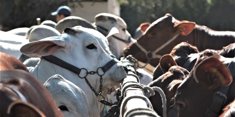 El aniversario 25 de la Expo Rodeo Neuland genera gran expectativa