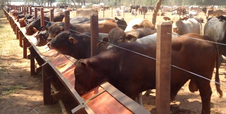 Guatemala interesada en genética bovina paraguaya