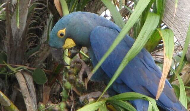 Lanzan campaña para proteger a aves silvestres que sobrevuelan Asunción