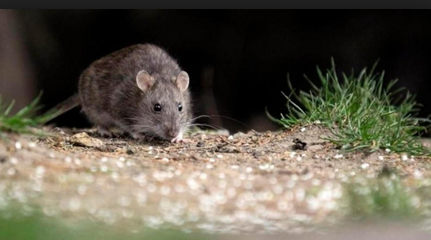 Hantavirus: Pruebas internacionales a casos sospechosos dieron negativo