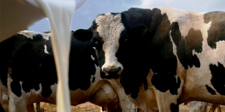 Alimentación escolar inyecta alrededor de USD 20 millones a productores lácteos