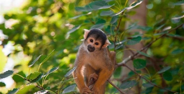 Científicos identifican a primates portadores del zika