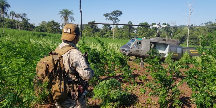 Paraguay y Brasil destruyen cultivos de marihuana en operativo conjunto