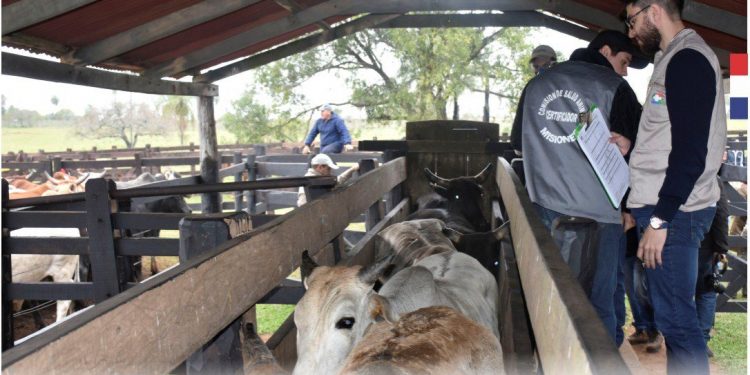 Más de 14.600.000 animales fueron vacunados contra la fiebre aftosa y brucelosis Más de 14.600.000 animales fueron vacunados contra la fiebre aftosa y brucelosis