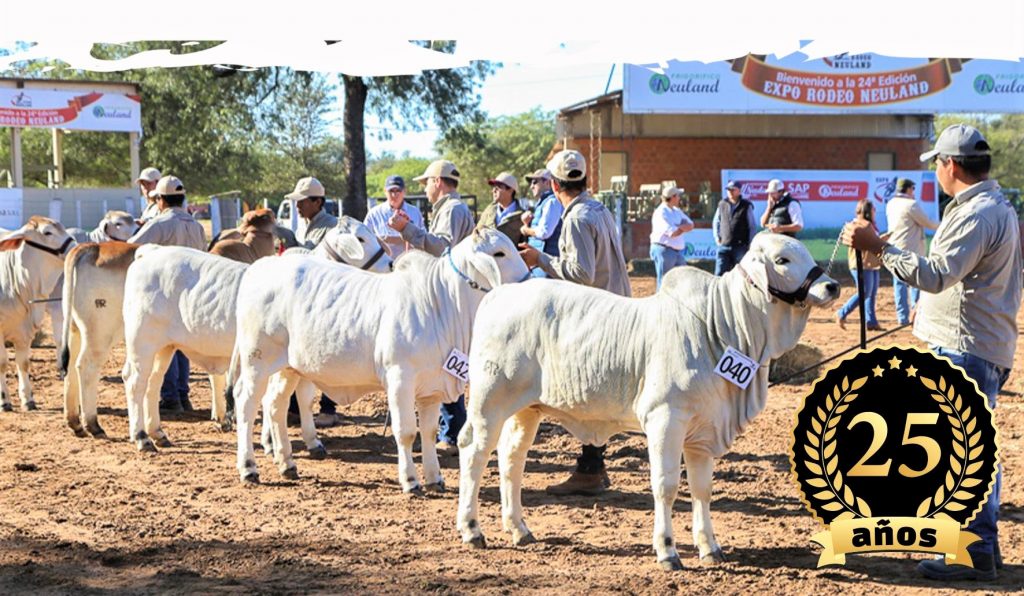 Ingresan primeros animales para la edición 25 de la Expo Rodeo Neuland