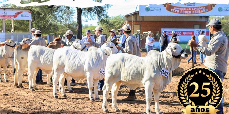 Ingresan primeros animales para la edición 25 de la Expo Rodeo Neuland Ingresan primeros animales para la edición 25 de la Expo Rodeo Neuland