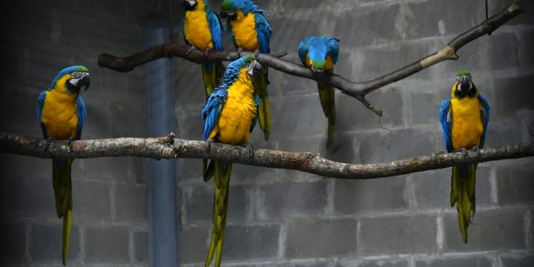 Centro de Investigación de ITAIPU recibe 10 guacamayos canindé para cooperar con la conservación de la especie