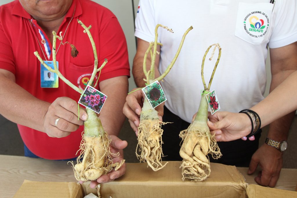 Decomisan casi 150 mudas de especies y raíces de flores provenientes de Asia