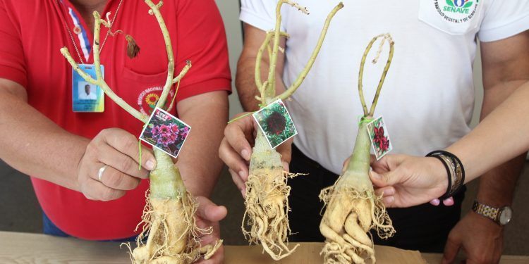 Decomisan casi 150 mudas de especies y raíces de flores provenientes de Asia