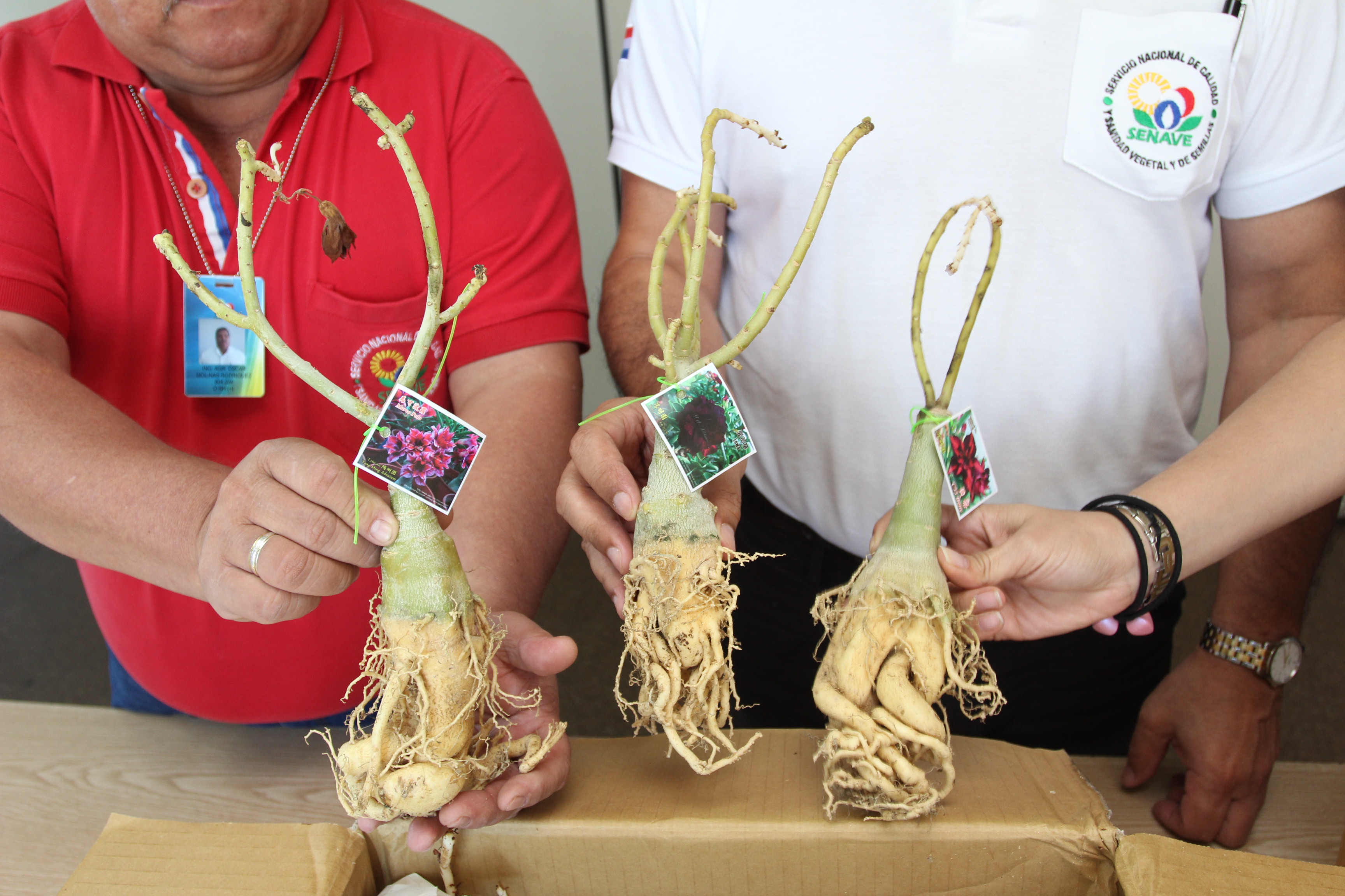 Decomisan casi 150 mudas de especies y raíces de flores provenientes de Asia