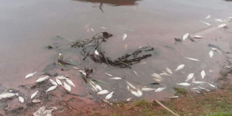 MADES informa que resultados de análisis sobre mortandad de peces estarían mañana