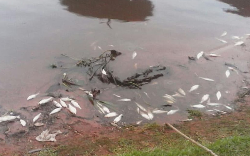 MADES informa que resultados de análisis sobre mortandad de peces estarían mañana